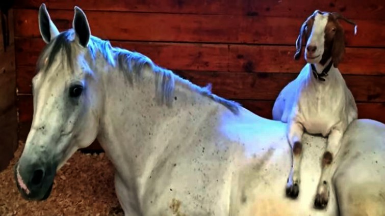 Heartwarming Bond: When Horse Meets Goat, an Enchanting Friendship Blooms (Video)