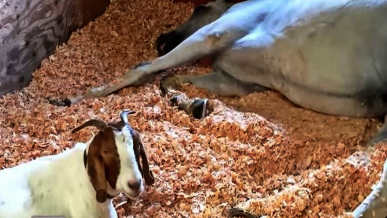 Heartwarming Bond: When Horse Meets Goat, an Enchanting Friendship Blooms (Video)