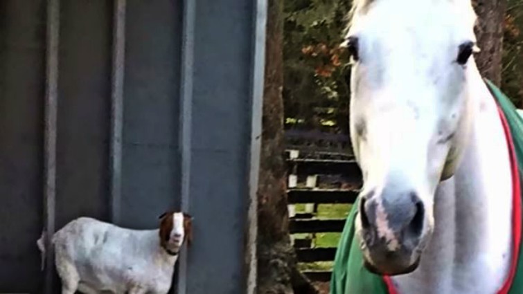 Heartwarming Bond: When Horse Meets Goat, an Enchanting Friendship Blooms (Video)