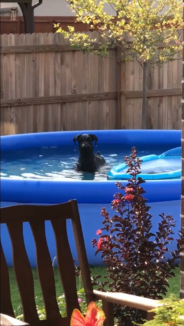Dog looks guilty after being caught splashing and playing in owner’s inflatable pool – Puppies Love