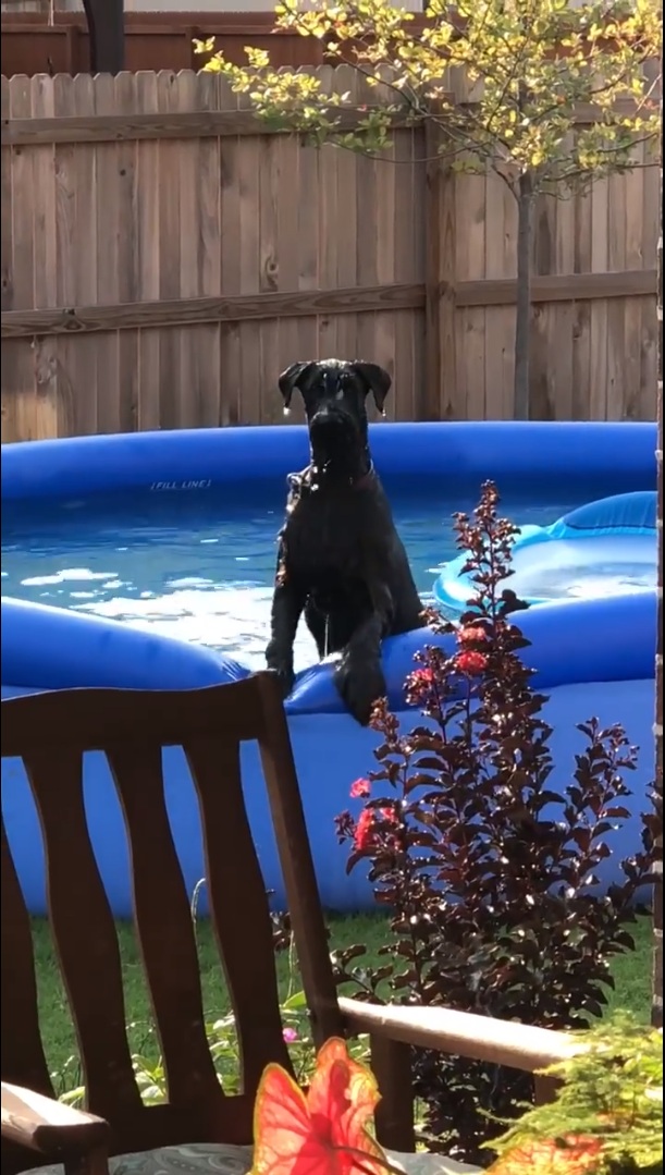Dog looks guilty after being caught splashing and playing in owner’s inflatable pool – Puppies Love