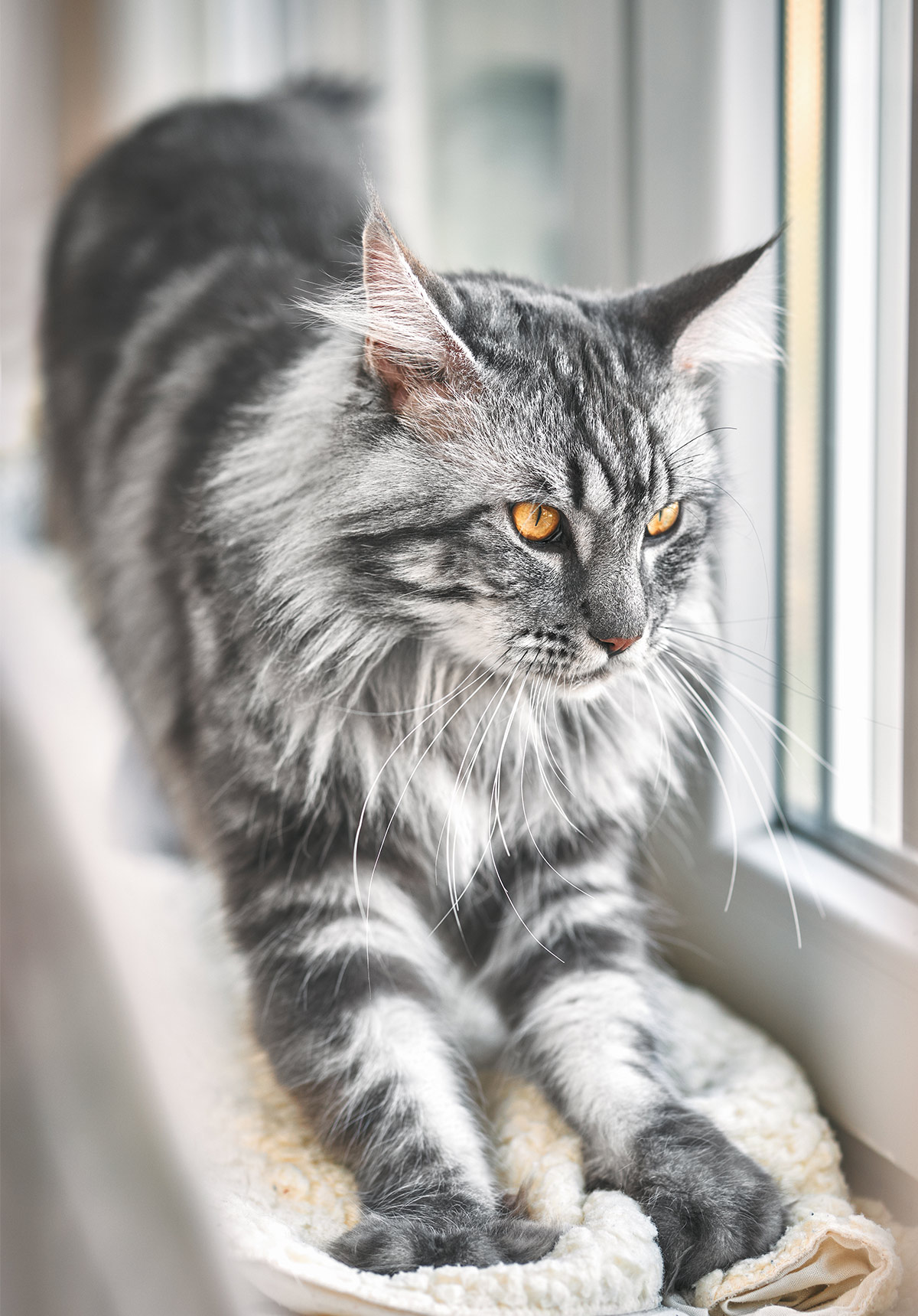 Explore Our Stunning Collection of Maine Coon Cat Photos - Yeudon