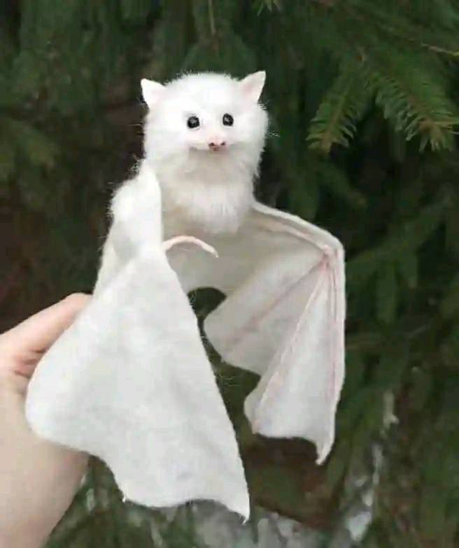 Admire the outstanding beauty of the "White Bat" appearing for the first time in the world. Make everyone love it because it's so cute (Video).f - LifeAnimal