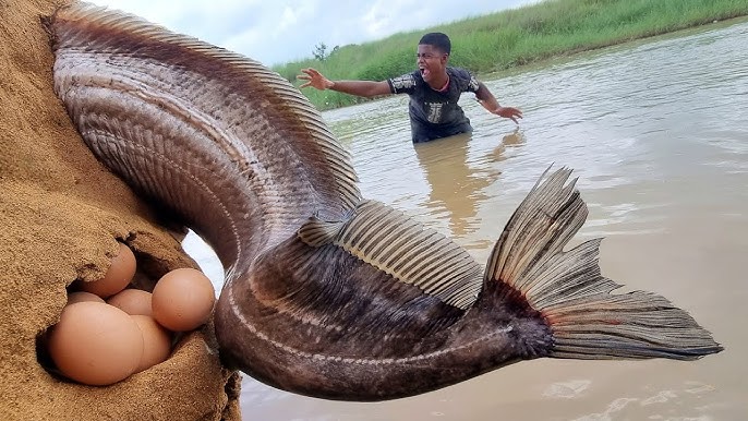 Curiosity Unleashed: Man Catches Two Giant Catfish with Bare Hands, Weighing Over 4 Tons in River Expedition