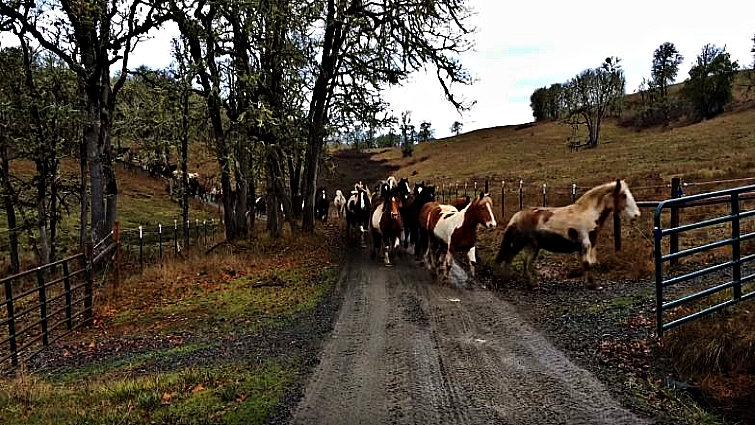 Rescued Horses Run To Pasture Delivering A Unique View