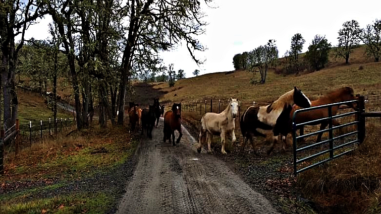 Rescued Horses Run To Pasture Delivering A Unique View