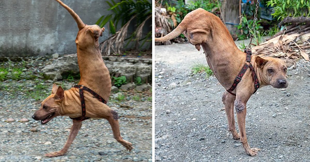 Dog Born Without Back Legs Learns to Balance on Front Legs with Loving Owner’s Assistance. – Puppies Love