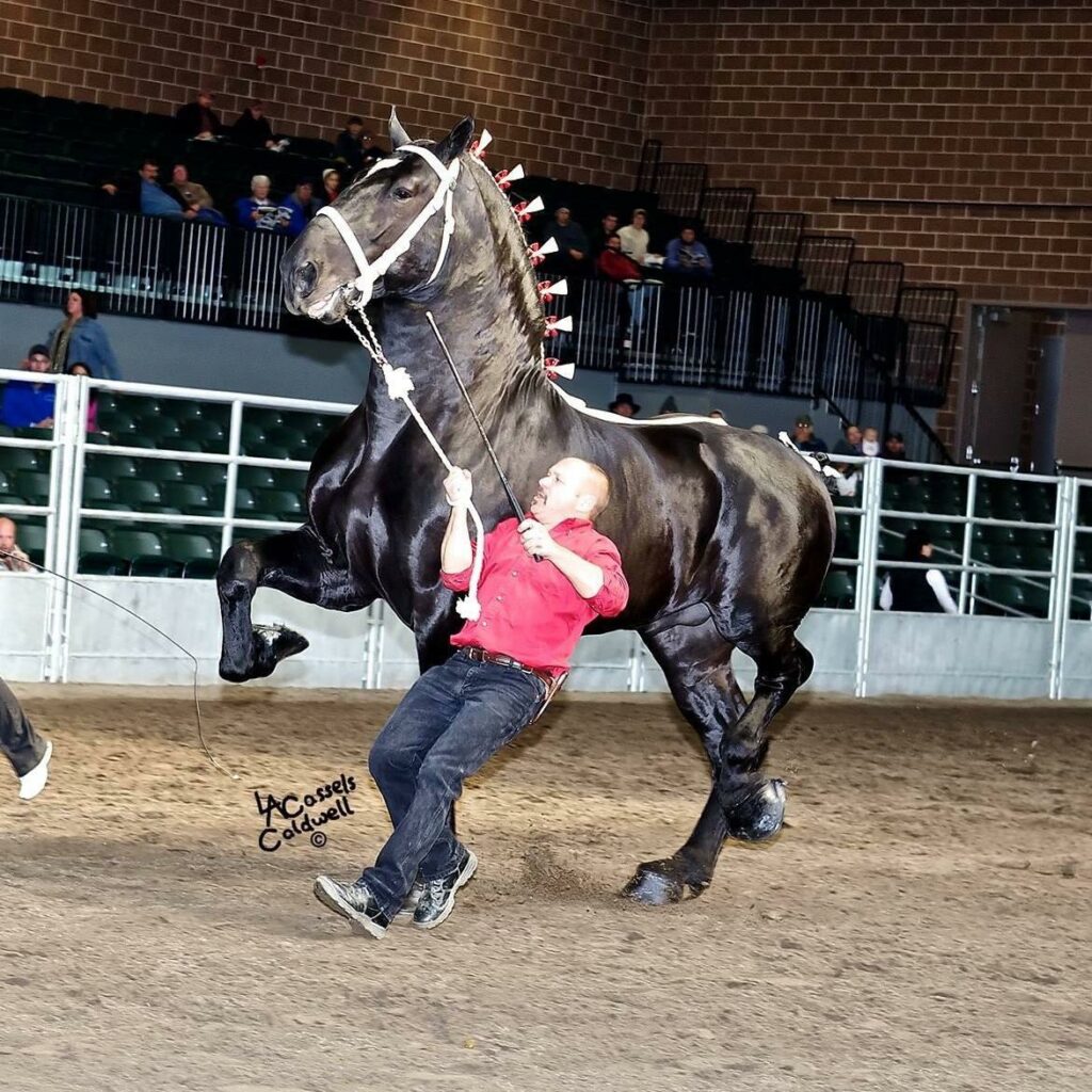 Showcasing the Magnificence of a Giant Percheron Horse: Owners Capture its Breathtaking Beauty (Video)