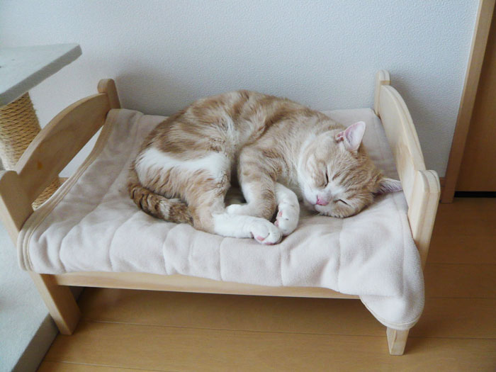 "IKEA's Miniature Beds for Toys are a Feline Haven: Perfect for Your Purrfect Cat"