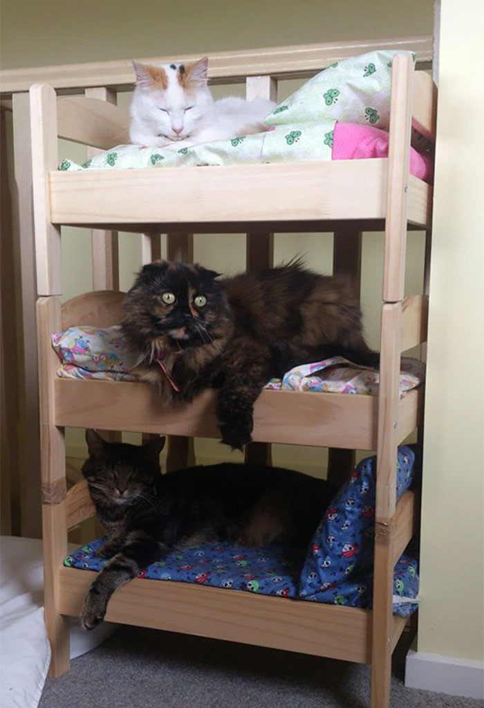 "IKEA's Miniature Beds for Toys are a Feline Haven: Perfect for Your Purrfect Cat"