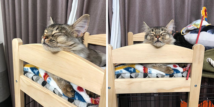 "IKEA's Miniature Beds for Toys are a Feline Haven: Perfect for Your Purrfect Cat"