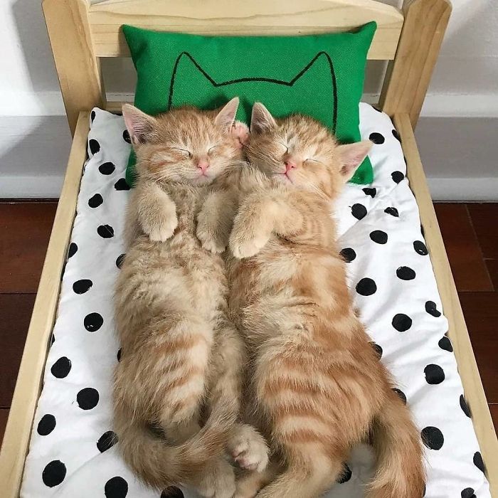 "IKEA's Miniature Beds for Toys are a Feline Haven: Perfect for Your Purrfect Cat"