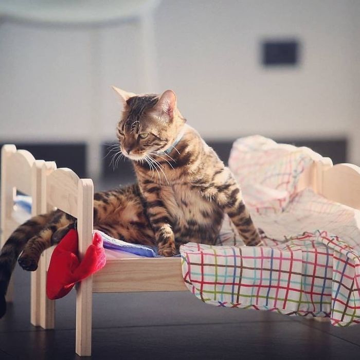 "IKEA's Miniature Beds for Toys are a Feline Haven: Perfect for Your Purrfect Cat"