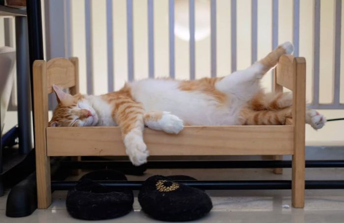 "IKEA's Miniature Beds for Toys are a Feline Haven: Perfect for Your Purrfect Cat"