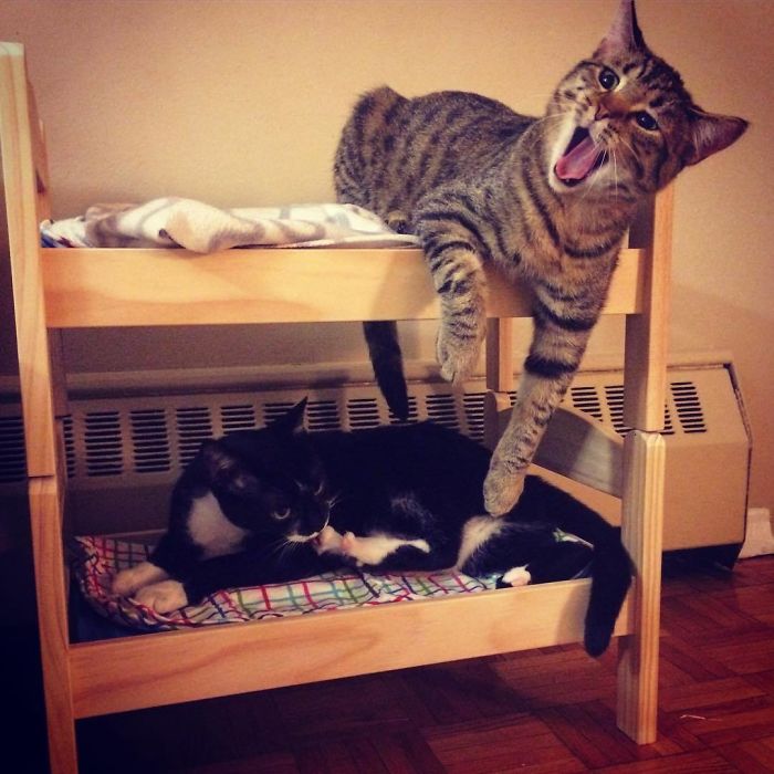 "IKEA's Miniature Beds for Toys are a Feline Haven: Perfect for Your Purrfect Cat"