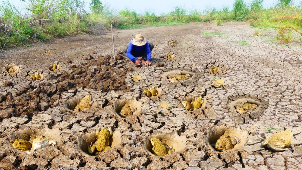 Hundreds of Mysterious Golden Frogs Emerge from the Ground, Leaving Fishermen Excited and Surprised – Top News