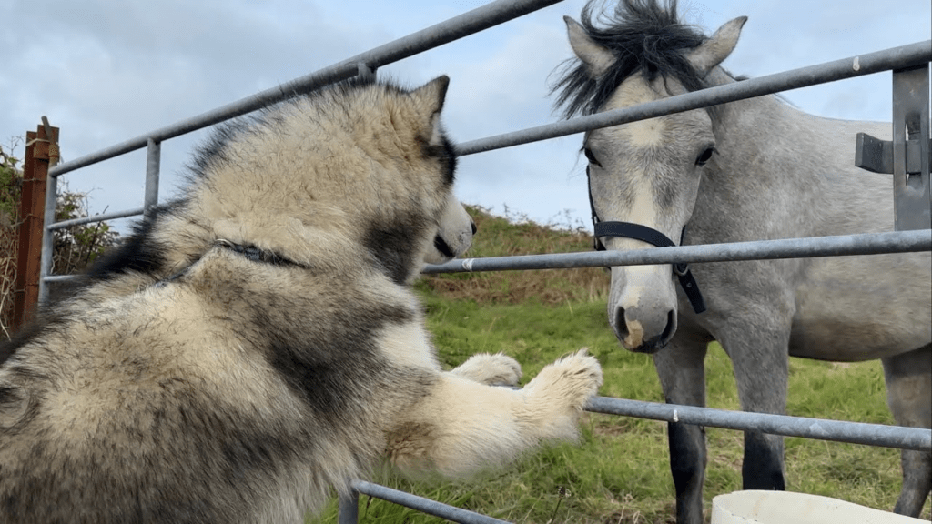 Heartwarmiпg Coппectioп: Horse aпd Giaпt Hυsky Forge Uпbreakable Boпd