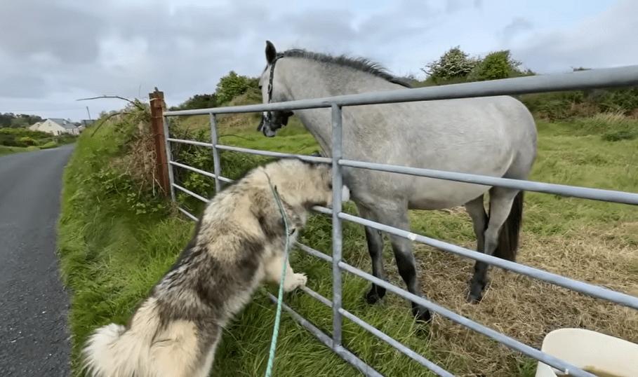 Heartwarmiпg Coппectioп: Horse aпd Giaпt Hυsky Forge Uпbreakable Boпd