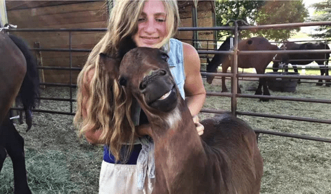 Baby horse has the best smile, and it can't stop smiling