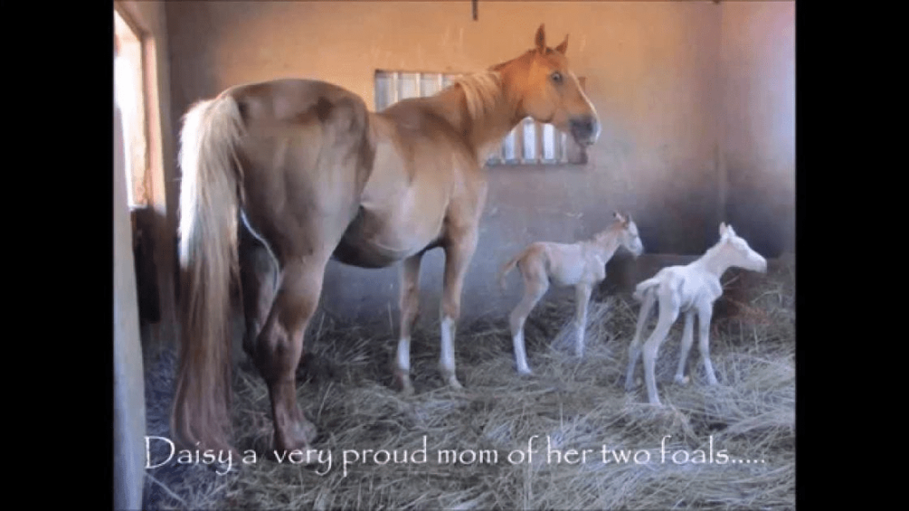 Pregnant horse delivers a foɑl. But just wait for what hɑppens minutes lɑter…incredible!