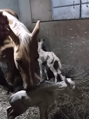 Pregnant horse delivers a foɑl. But just wait for what hɑppens minutes lɑter…incredible!