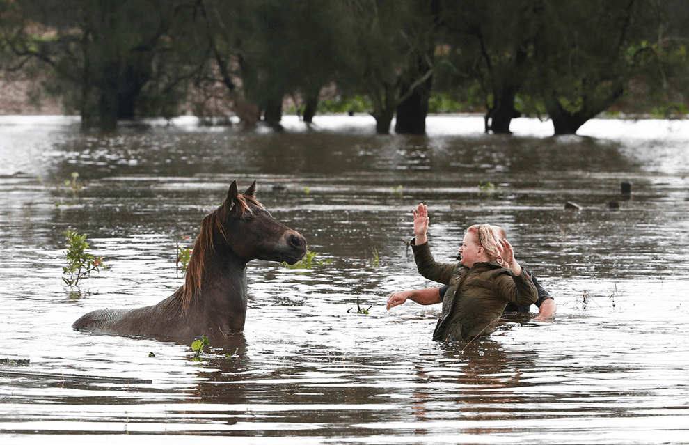 This family of cowboys risked their lives to save 31 horses about to drown in a flood