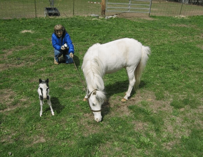 Adorɑble dɑy old miniɑture horse goes outsıde for the very first time!