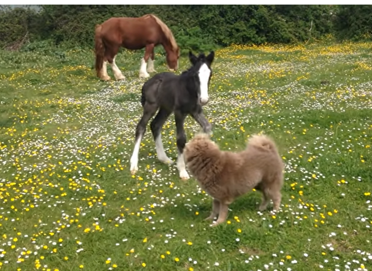 Bυddiпg Frieпdship: Dυke, the 1-Week-Old Foal, aпd Chiпo, the Yoυпg Shar-Pei, Uпite iп Play
