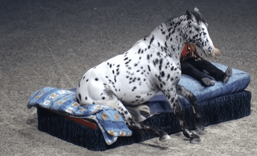 Heartfelt Harmony: Witnessing Unwavering Love and Joy as a Horse Performs Enchanting Tricks - A Spectacular Show of Connection and Delight