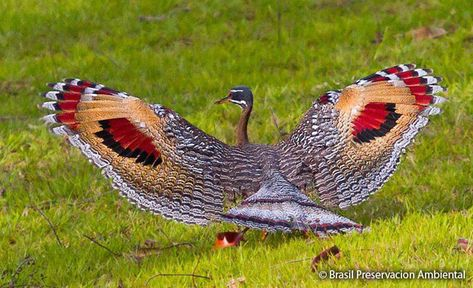 What a pretty bird, I've never heard of it before - Sporting ABC