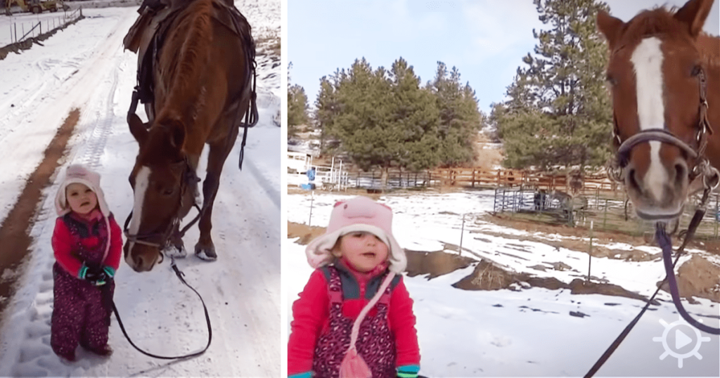 Tender Guardian: Horse's Heartwarming Response as Adorable Toddler Becomes Entangled in Reins