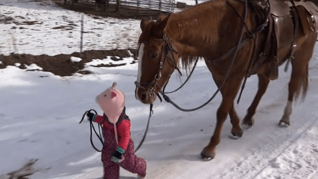 Tender Guardian: Horse's Heartwarming Response as Adorable Toddler Becomes Entangled in Reins