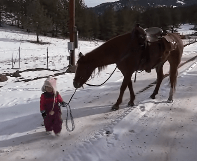 Tender Guardian: Horse's Heartwarming Response as Adorable Toddler Becomes Entangled in Reins