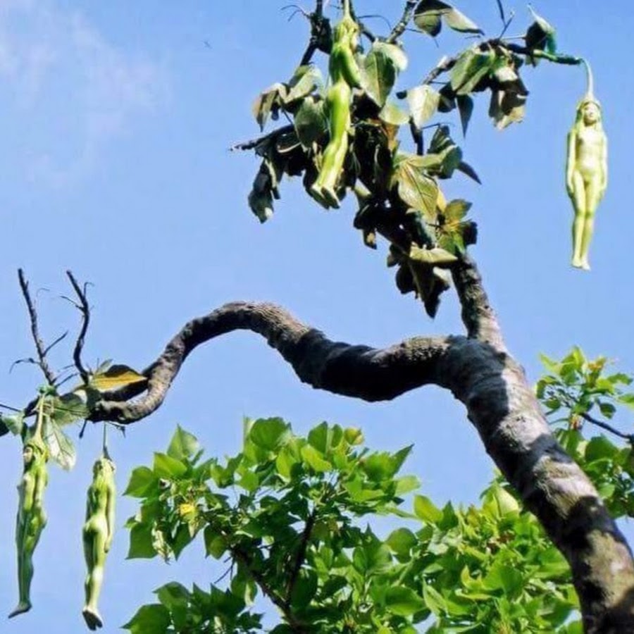 Unusual Tree Bears Human-Shaped Fruit. l - LifeAnimal