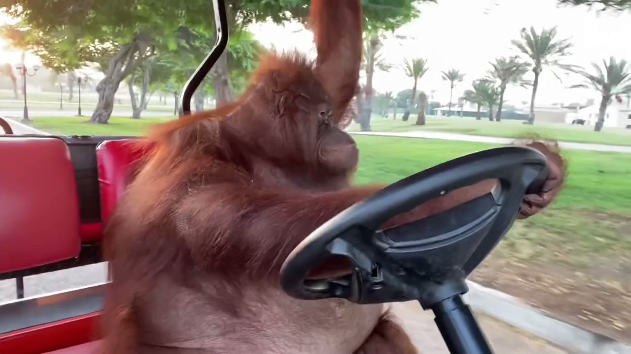 Captivated by the Astounding Skills of Orangutan Rambo: Watch as He Learns to Drive and Takes Tourists on an Unforgettable Journey! (Video) - Sporting ABC