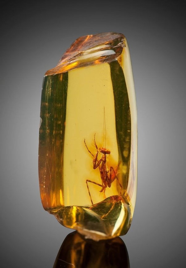 Glimpse into an Ancient Kaleidoscope: 99 Million-Year-Old Insects Preserved in Amber Unveil a Vibrant World of Color - Sporting ABC