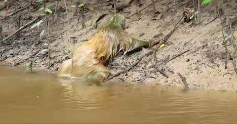 Enigmatic Encounters on the Volga: Terrifying Hybrid Creatures Spark Panic with Alien-like Appearance (Video)..D - LifeAnimal