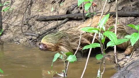 Enigmatic Encounters on the Volga: Terrifying Hybrid Creatures Spark Panic with Alien-like Appearance (Video)..D - LifeAnimal