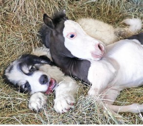 Heartwarming Connections: The Incredible Tale of a Mini Horse's Resilient Quest for Friendship (Video)