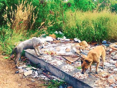 "Heartwarming Story: The Dedicated Man Who Devotes His Days to Nourishing and Rescuing Stray Dogs"