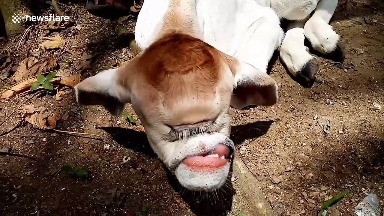 Calves abandoned because of strange faces : Villagers worry about the end of the world (Video).f - LifeAnimal