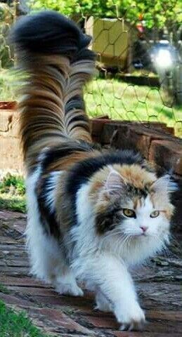 "Cuddly Felines with Luxuriously Fluffy Tails" - Yeudon