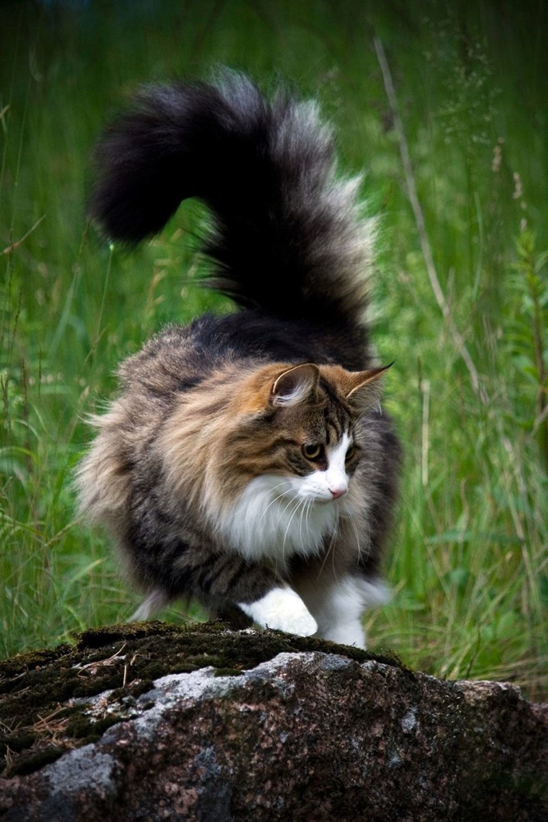 "Cuddly Felines with Luxuriously Fluffy Tails" - Yeudon