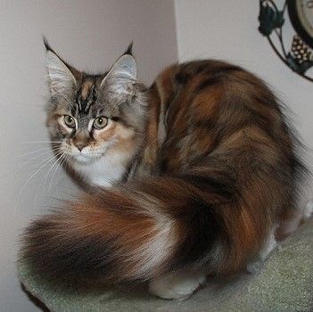 "Cuddly Felines with Luxuriously Fluffy Tails" - Yeudon