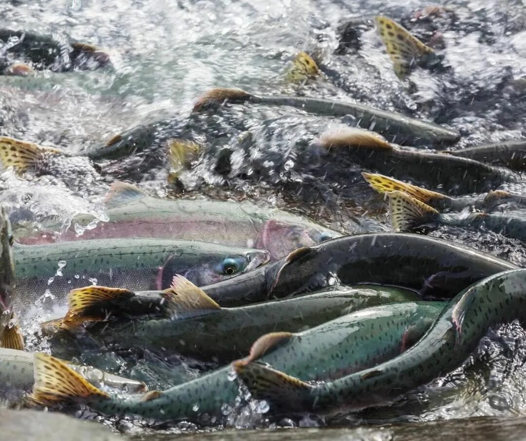 quoc. Natural Phenomena about millions of fish washed ashore Confounding Scientists (Video) - LifeAnimal