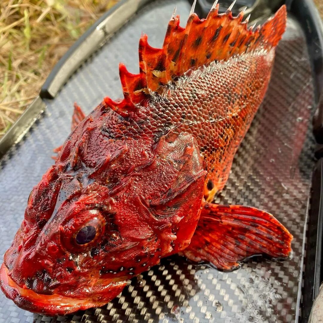 Rare Encounter: Man Stumbles Upon Exceptionally Uncommon Red Fish with Astonishing Appearance, Unveiling a Surprising Revelation!..D - LifeAnimal