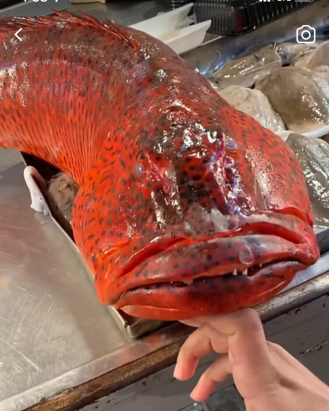 Rare Encounter: Man Stumbles Upon Exceptionally Uncommon Red Fish with Astonishing Appearance, Unveiling a Surprising Revelation!..D - LifeAnimal