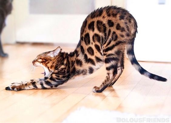 "Mesmerizing Spots: 14 Beautiful Bengal Cats with Leopard-Like Markings" - Yeudon