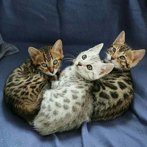 "Mesmerizing Spots: 14 Beautiful Bengal Cats with Leopard-Like Markings" - Yeudon