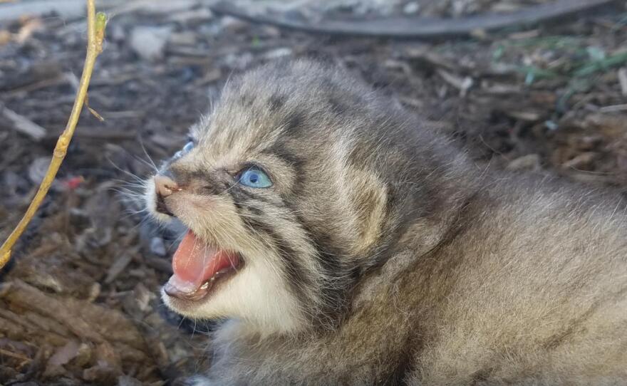 "Adorable Arrival: 5 Pallas' Cat Kittens Join the Miller Park Zoo Family!" - Yeudon